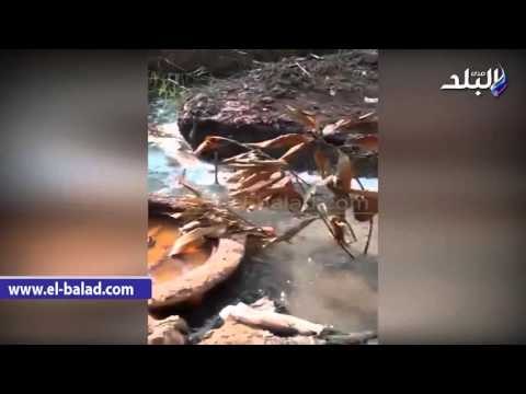 صدى البلد | مياه الصرف الصحى تعانق مياه الترع بقرى سنورس في الفيوم