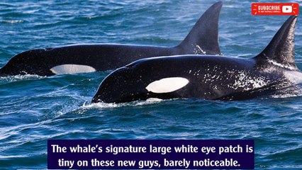 Scientists may have discovered a new killer whale