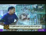 انفلونزا الطيور وتاثيرها على سوق الدواجن فى مصر
