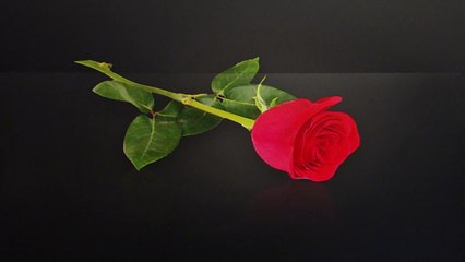 여성의 날 111주년...여전한 외침 "장미를 달라" / YTN