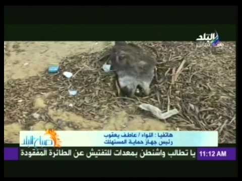 رئيس جهاز حماية المستهلك يشرح الخطوات التى تقوم بها الدولة للتخلص من اللحوم الفاسدة فى الاسواق