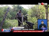 Polisi Musnahkan 1 Hektar Ladang Ganja Siap Panen