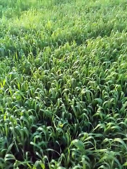 Wheat fasal