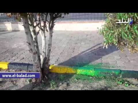 صدى البلد |مجلس مدينة الغردقة يخدع المحافظ ويطلي الاشجار باللون الاخضر لإخفاء جفافها