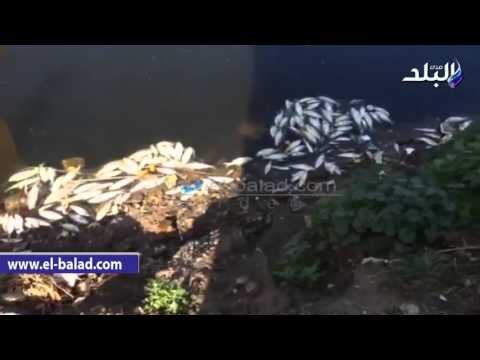 صدى البلد | استدعاء المسئولين عن هيئة حماية نهر النيل لرفع الأسماك النافقة