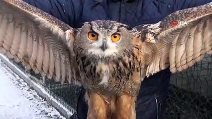 Kızıl şahin ve puhu kuşuna yardım eli