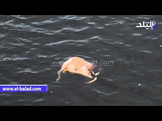 صدى البلد | حصان مقطوع الرأس يطفو فى مياه النيل
