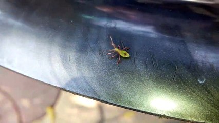 Amazing Insects. Insectes étonnants.