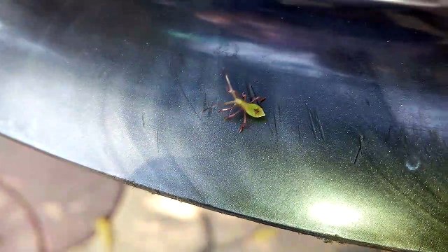 Amazing Insects. Insectes étonnants.