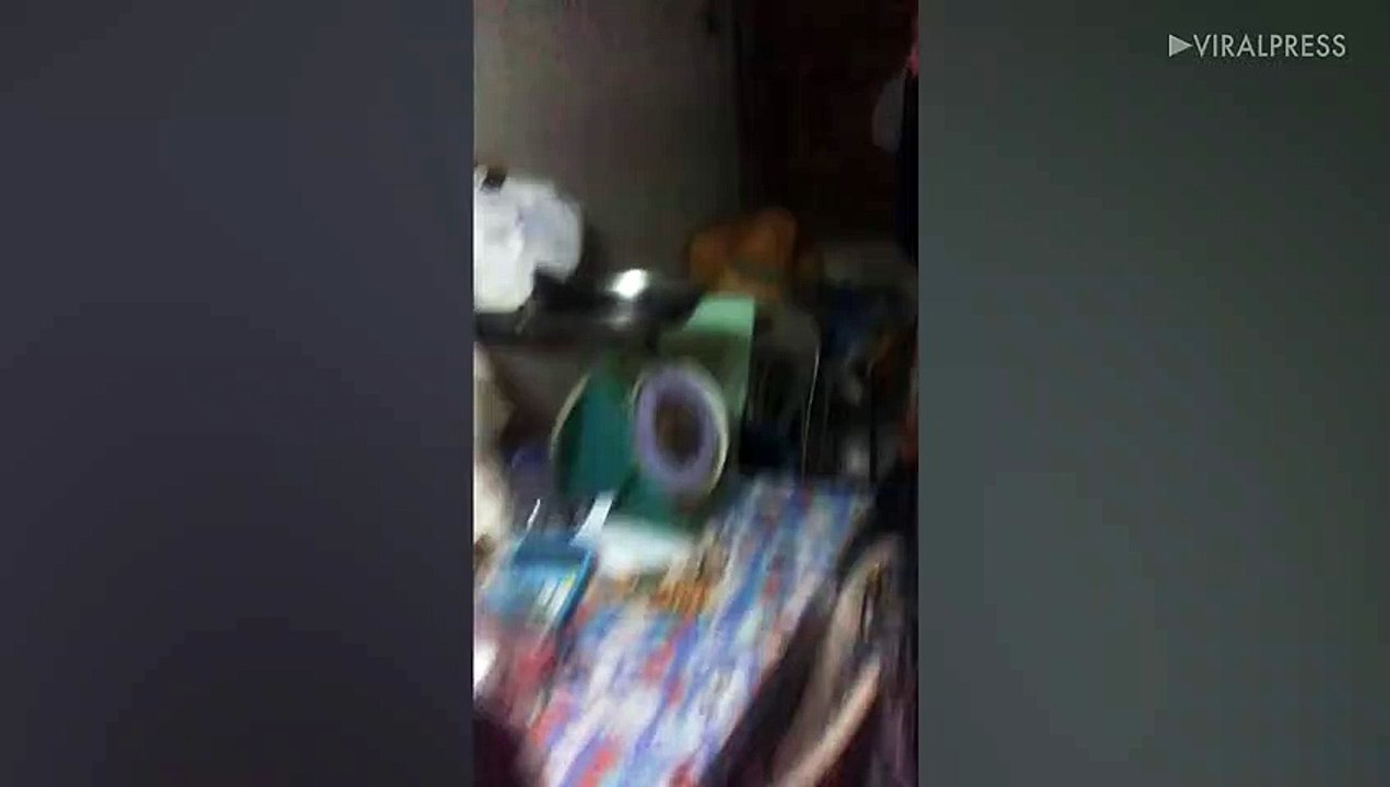 Tokay Gecko Catches Rat