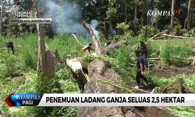 Download Video: BNN Mandailing Natal Temukan Ladang Ganja Seluas 2,5 Hektar