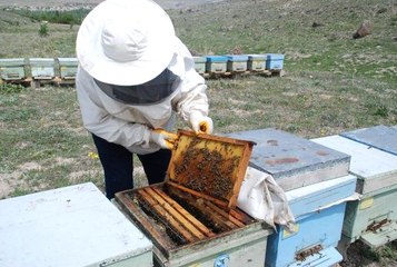 Arı Sütünün Kilosu 10 Bin TL