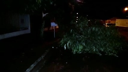 Queda de árvore foi registrada na Rua Pedro Ivo
