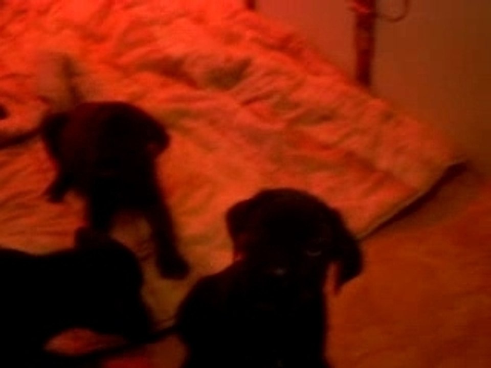 Video chiot umea et aron 002