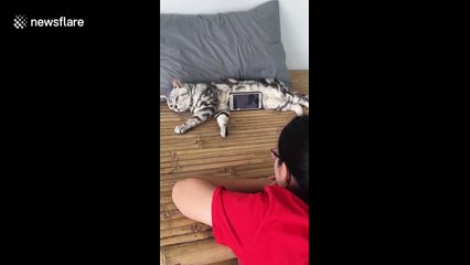 Are you fur real?! Cat not impressed being used as a phone stand