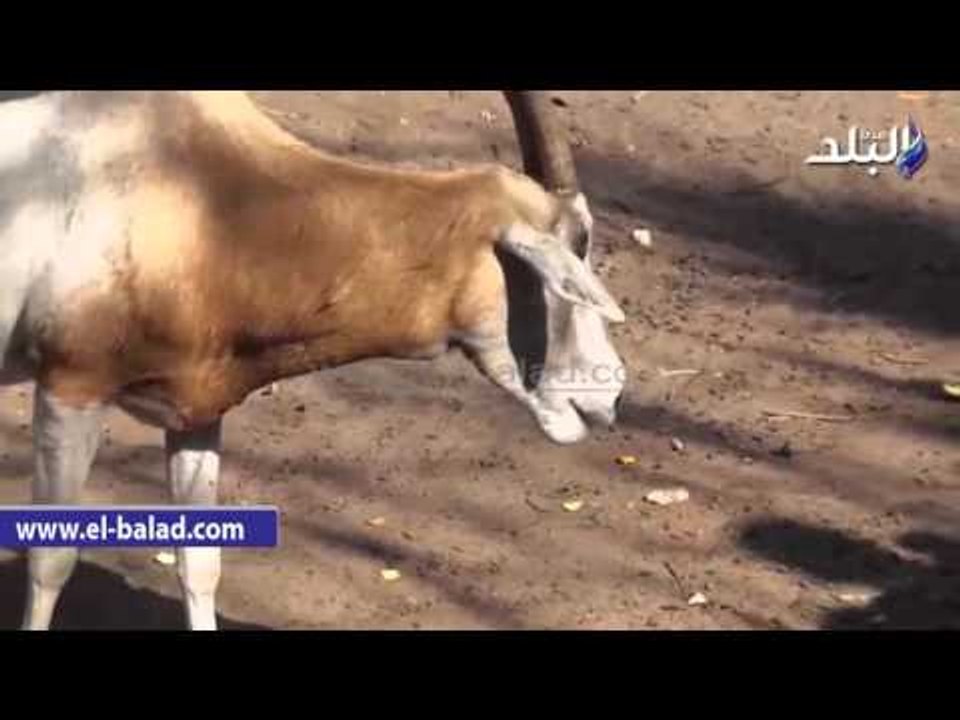 صدى البلد | حديقة الحيوان في اخر ايام الاجازة.. "ازدحام ومخلفات وتعديات".. وأفراد الامن: