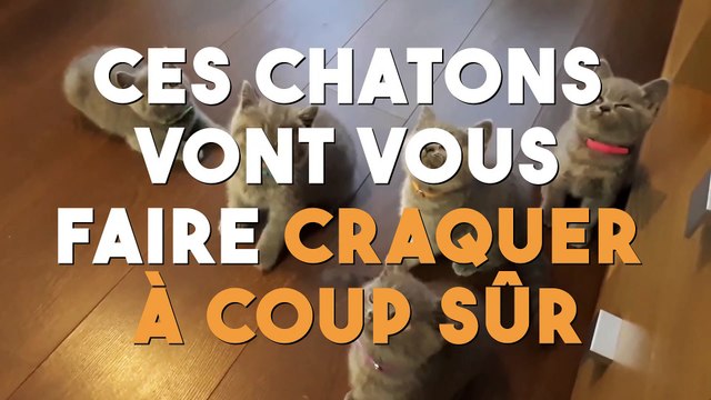 Ces chatons vont vous faire craquer à coup sûr !