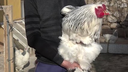 Sivas Süs Tavuğu Beslemeye Başladı, Kahve Alışkanlığından Kurtuldu