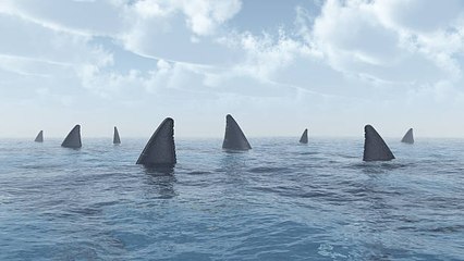 Ces requins blancs qui se rassemblent tous au milieu de l’océan : explications