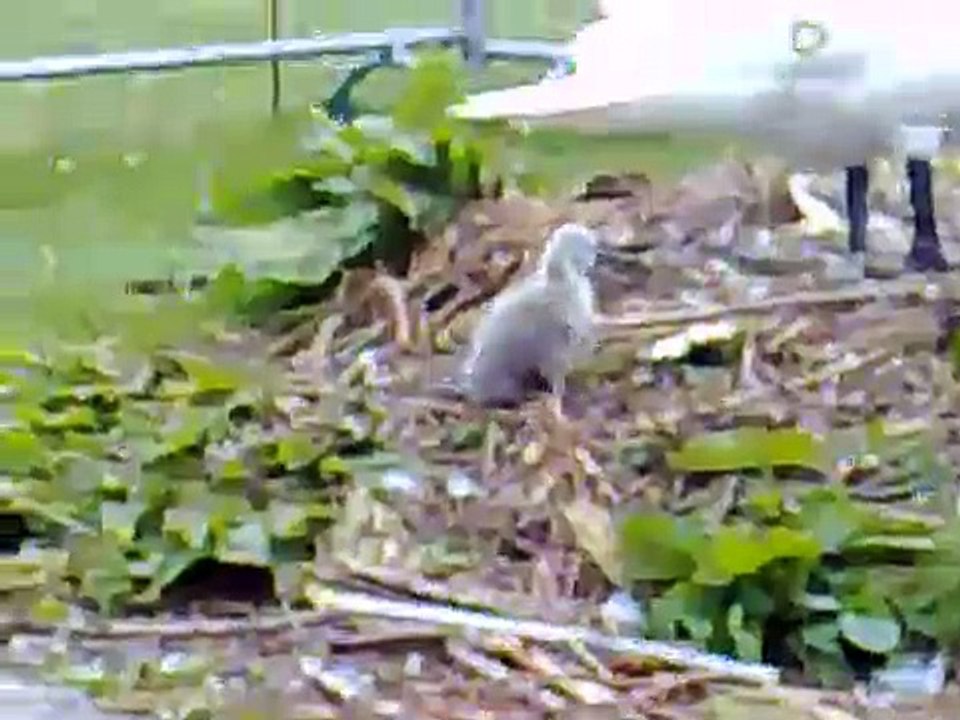Ces bébés cygnes qui sortent de l'eau sont la chose la plus mignonne que vous verrez aujourd'hui