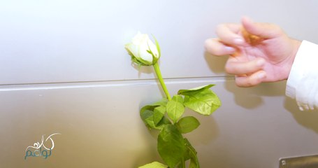 تحدي الوردة - سمر المقرن تقدم الوردة لنشوى الرويني