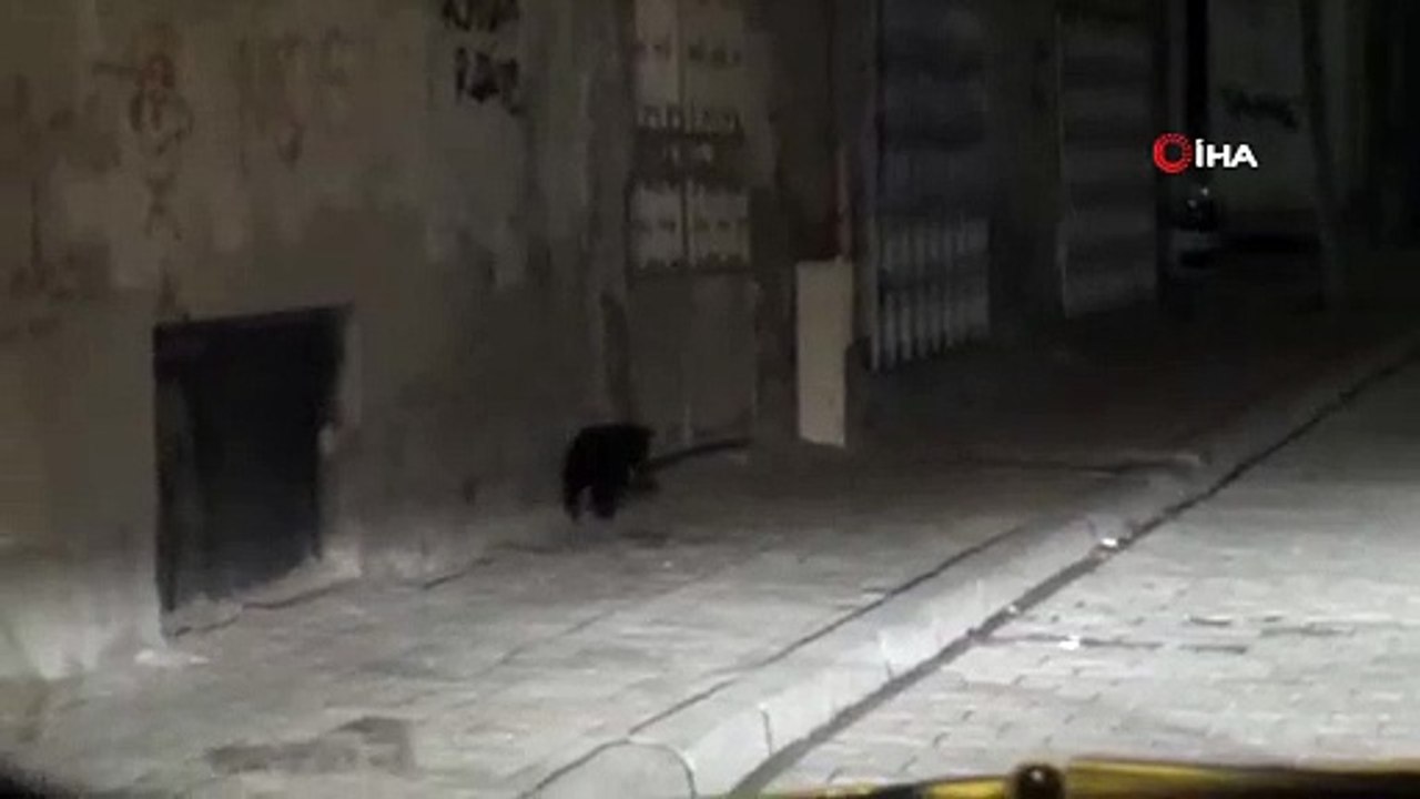 Kedinin kaldırımda fare ile oyunu kamerada