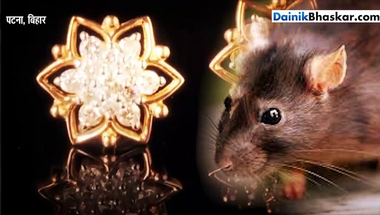 rat