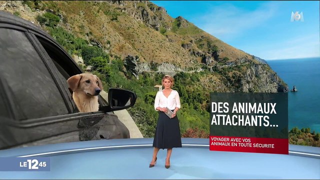 Quelles règles de sécurité pour les animaux en voiture ?