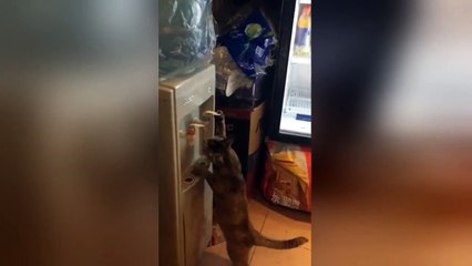 Another crafty cat in China has sussed out how to work the water cooler