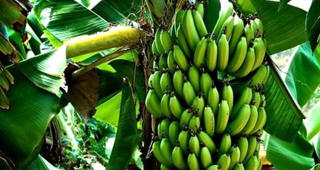 Muz Kabuğundan Enerji Üretti, Yılın Kadını Oldu