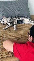 Are you fur real?! Cat not impressed being used as a phone stand