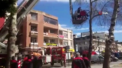 Ağacın dallarına takılıp mahsur kalan güvercini iftaiye kurtardı