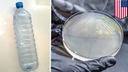 Genetically tweaked microbe can make plastic from plants