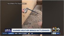 Warmer weather brings rattlesnakes