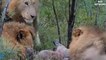 Thanks God! God help King Lion destroy Hyenas - Epic Battle Of Lion vs Hyenas 2019