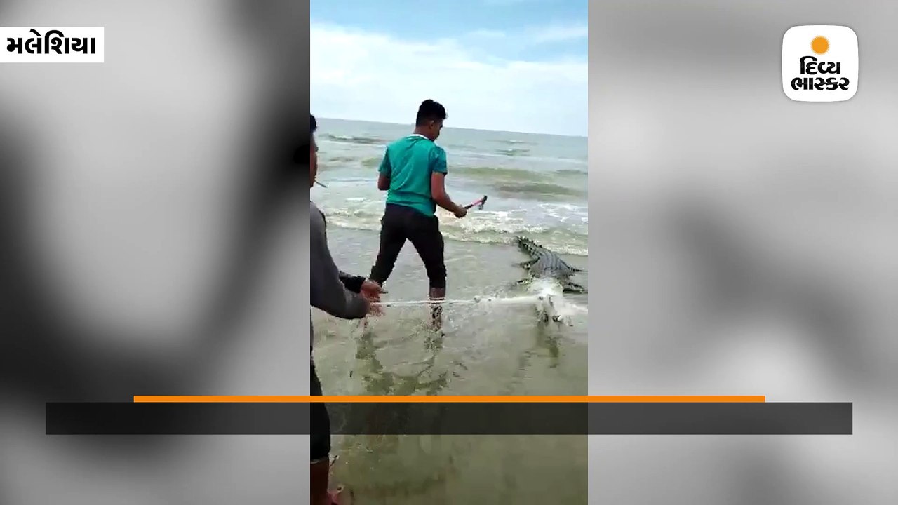 માછલી પકડવાની જાળીમાં ફસાયો મહાકાય મગર, હથોડી મારીમારીને ઉતાર્યો મોતને ઘાટ