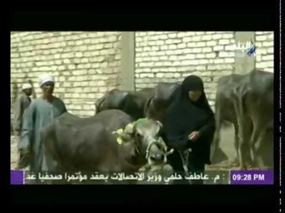 جمعية الاورمان بالتعاون مع " على مسئوليتى" توزيع عشرات الماشية " العشار " على ايتام بنى سويف