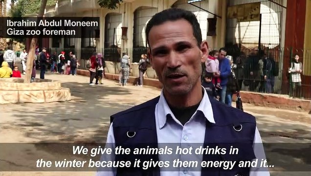 Egyptian zoo offers animals hot drinks during wintry weather