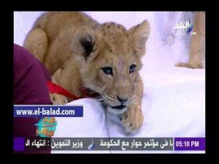 صدى البلد |مها احمد تداعب أسودا ونمورا على الهواء