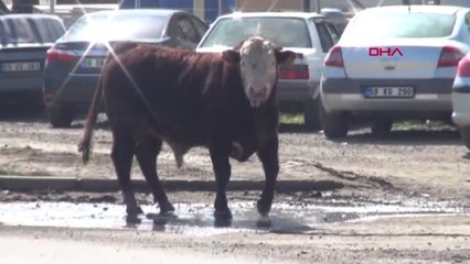 Tekirdağ'da Kesimden Kaçan Dana Trafiği Altüst Etti