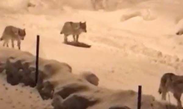 Cep telefonuyla böyle görüntülendiler