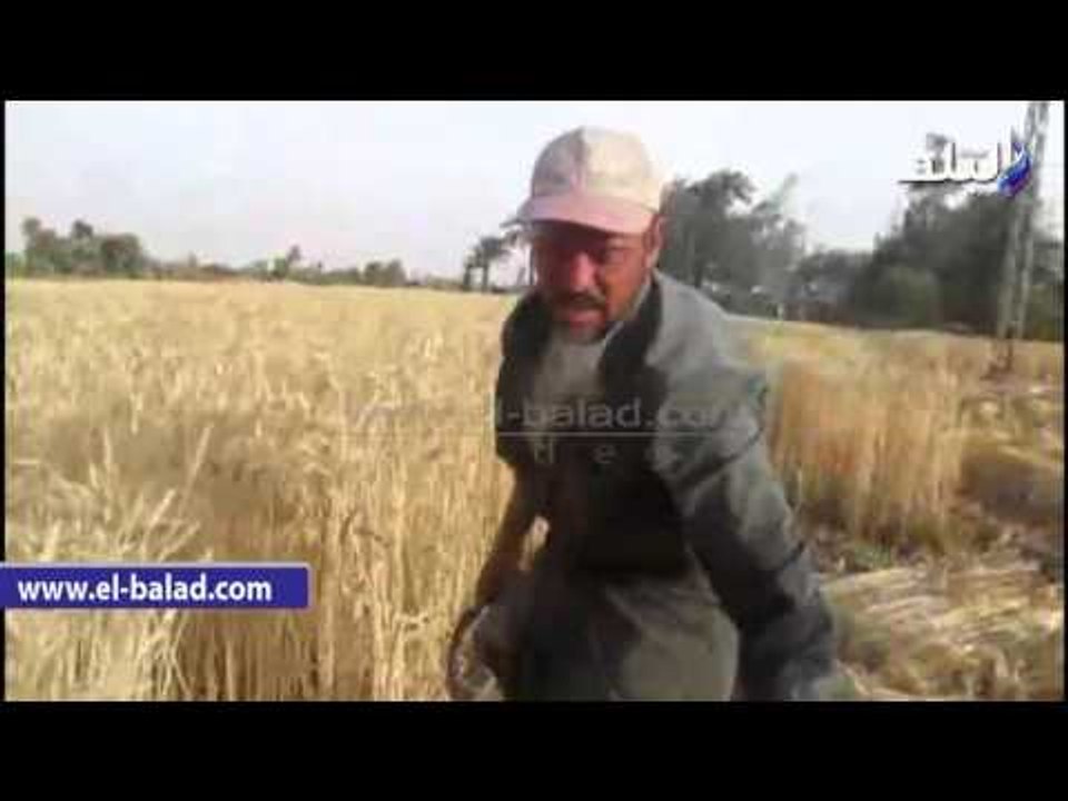 صدى البلد | "صدى البلد" ترصد حصاد القمح بمحافظة الفيوم