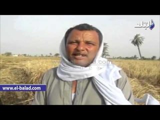 صدى البلد | مزارعو القمح بالفيوم: نحصد ولن نورد إلا للأعلى سعرا