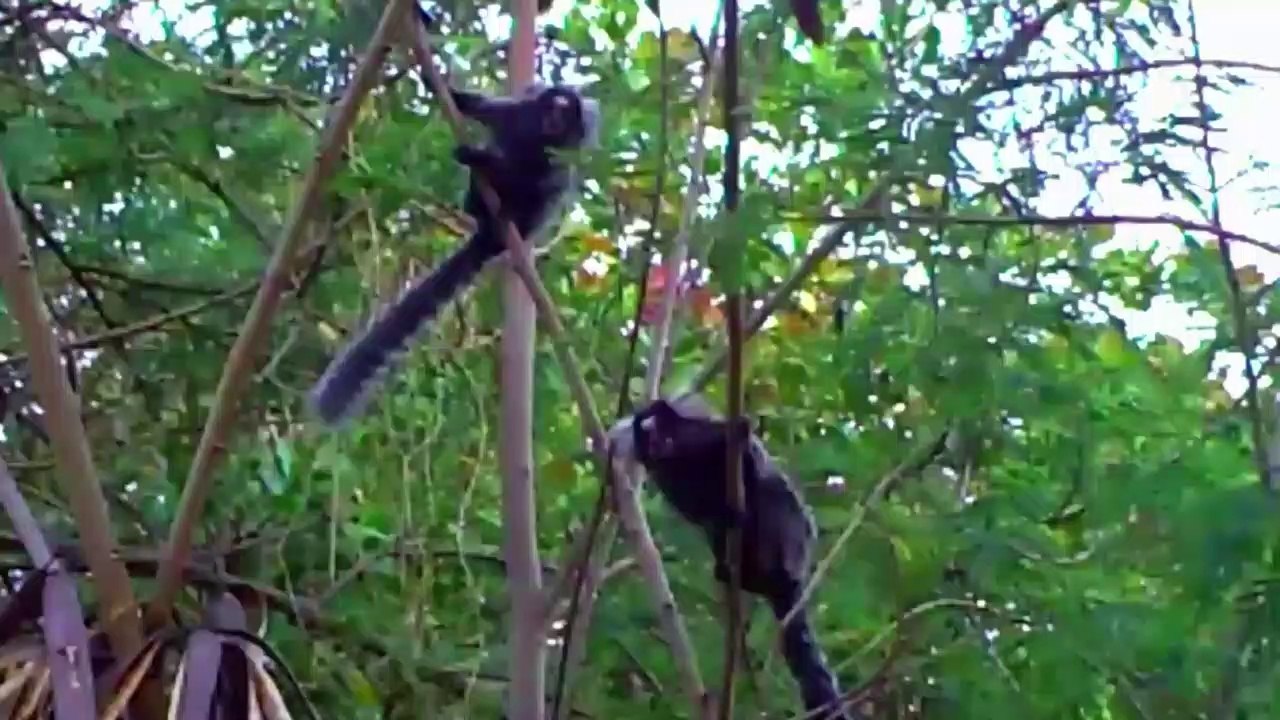 Soins * Marmosets