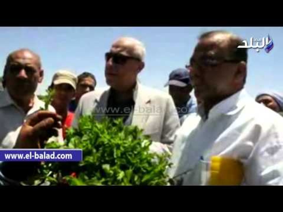 صدى البلد | محافظ أسوان يتفقد مشروع زراعة "النعناع" بوادى النقرة