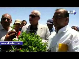 صدى البلد | محافظ أسوان يتفقد مشروع زراعة "النعناع" بوادى النقرة
