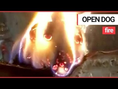 Bizarre video shows a log burning in a fire at a temple which looks exactly like a DOG | SWNS TV