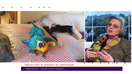 TILT - 08/03/2019 Partie 3 - Découvrez la passion du perroquet
