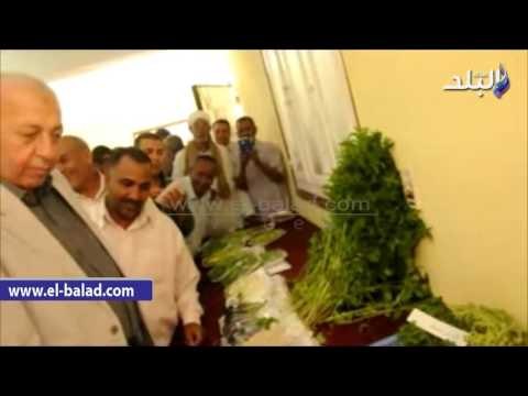 صدى البلد | محافظ أسوان يطلق شارة بدء موسم حصاد القمح