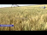 صدى البلد | محصول القمح بمشروع الـ1.5 مليون فدان بالفرافرة ينتظر زيارة السيسي